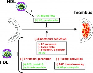 Antithrombotic and Thrombolytic